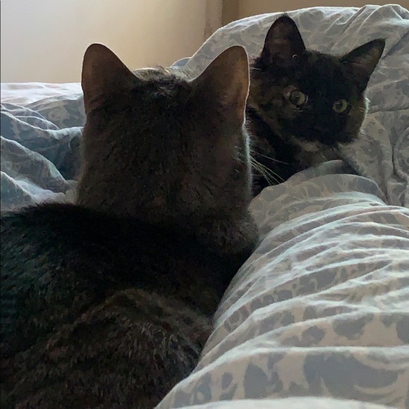 Posh Ambassador Malissa - Picture 1 of 4